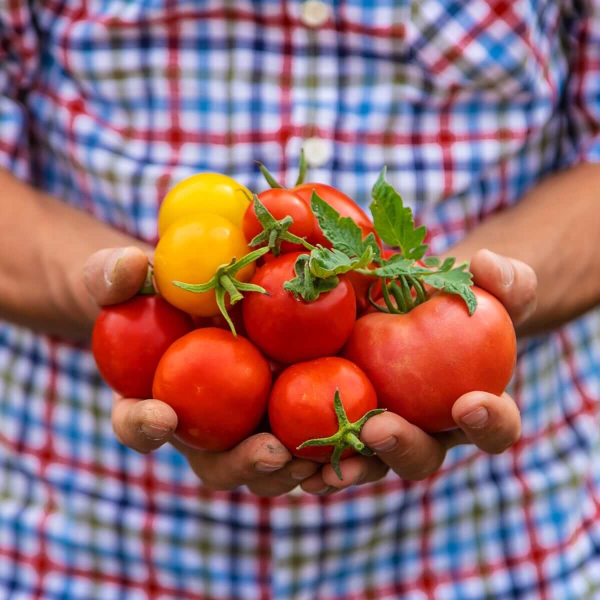 Jeeva Organic