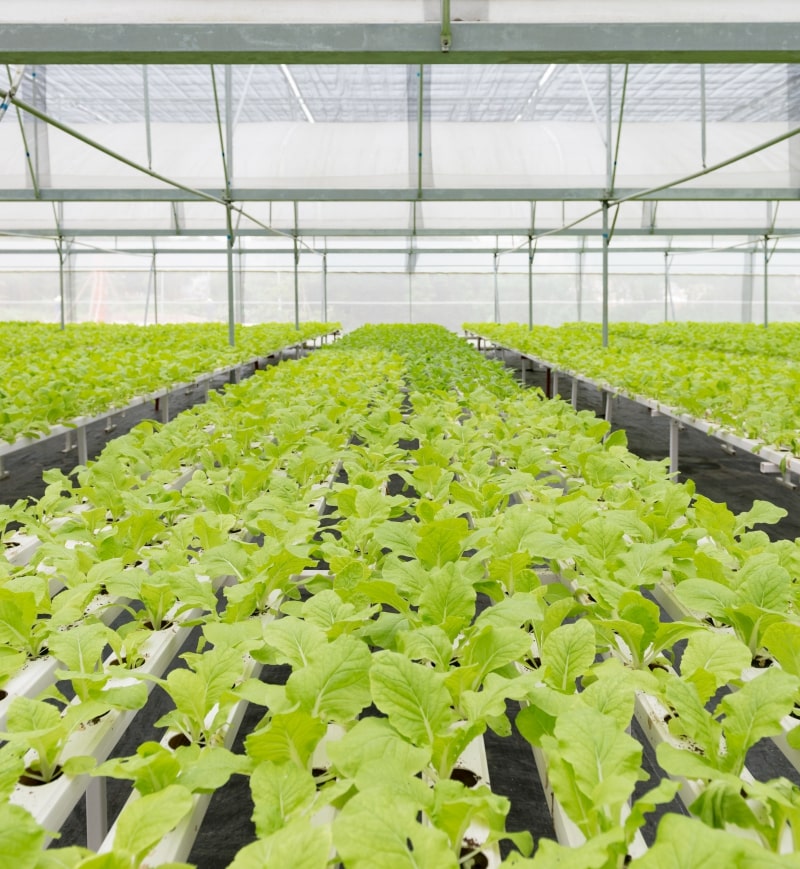 Jeeva Organic