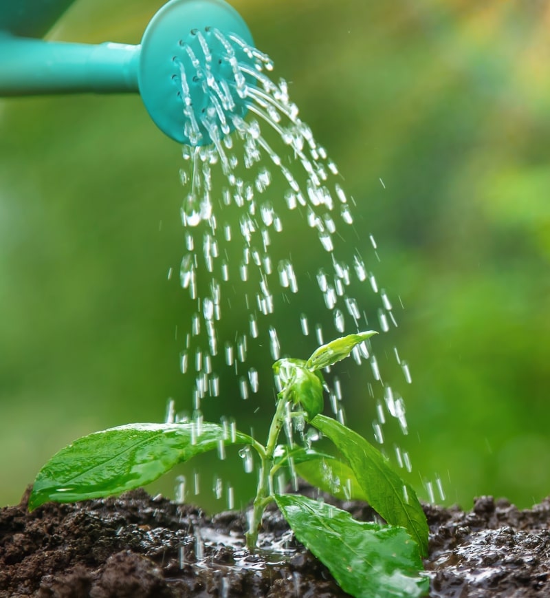 Jeeva Organic