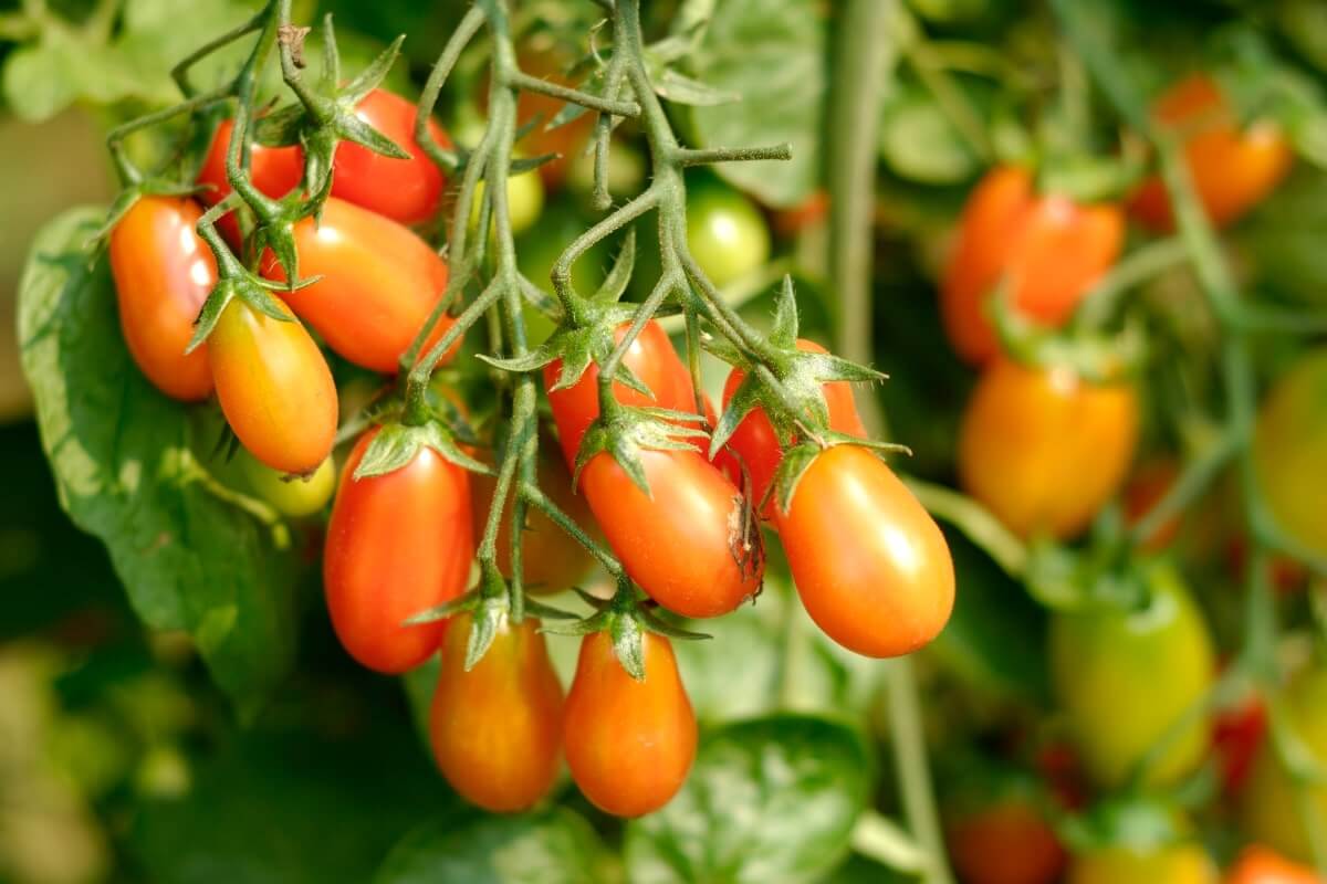 Jeeva Organics